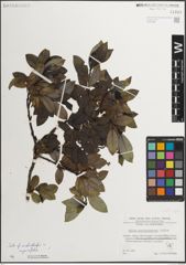 Foto von Salix mielichhoferi Saut. x Salix myrsinifolia Salisb.